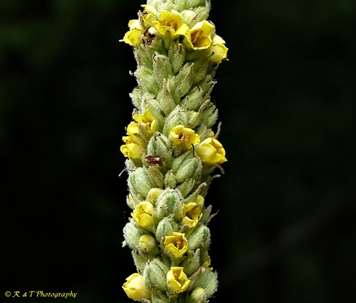 {Verbascum thapsus}